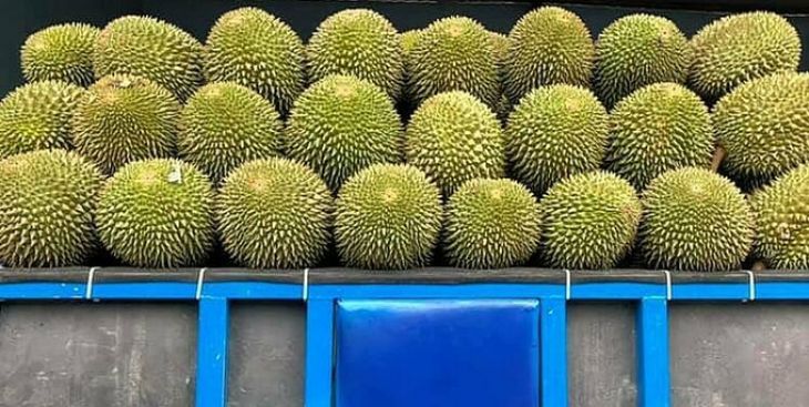 Sầu riêng rớt giá mạnh, người dân điêu đứng