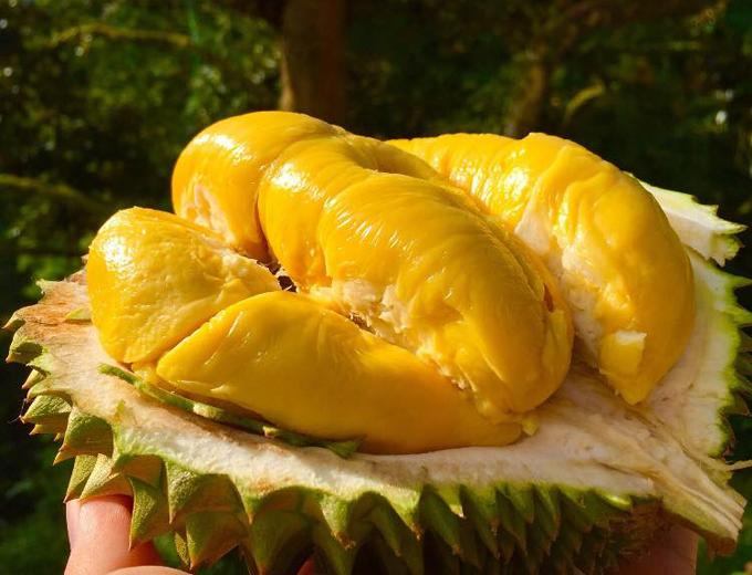  Sầu riêng Musang King với giá vô cùng đắt đỏ