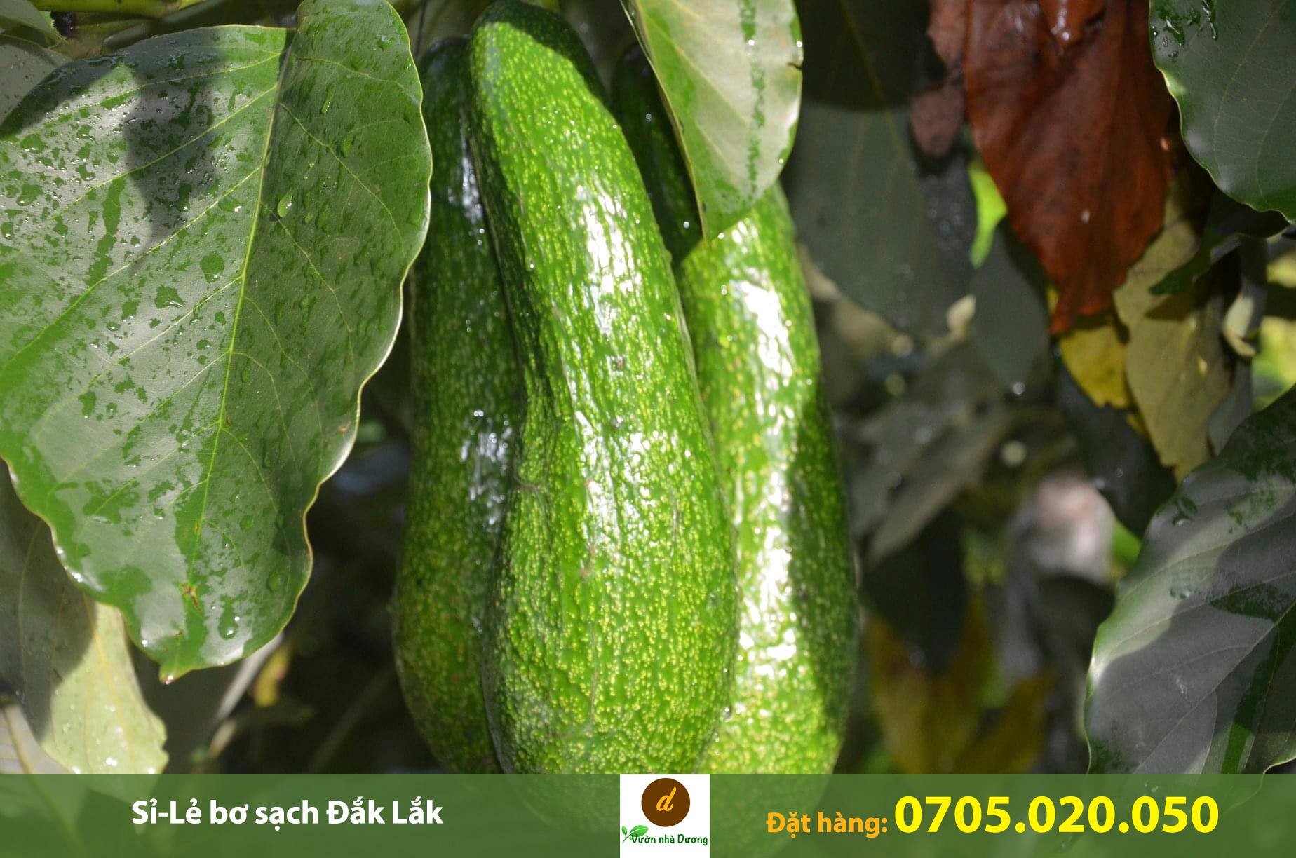 Cửa hàng Vườn Nhà Dương chuyên cung cấp bơ ngon và chất lượng