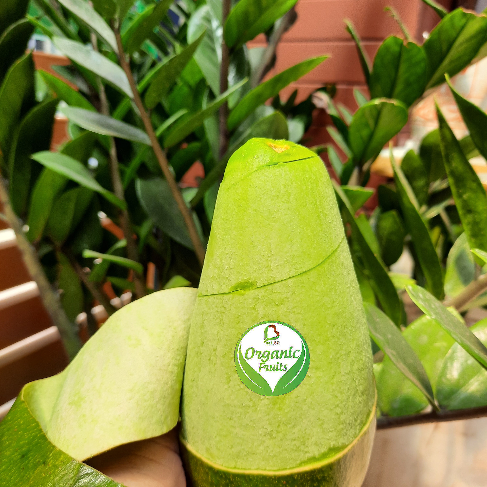Cửa hàng trái cây hữu cơ B&L Fruit chuyên bán bơ tứ quý ngon - bổ -rẻ
