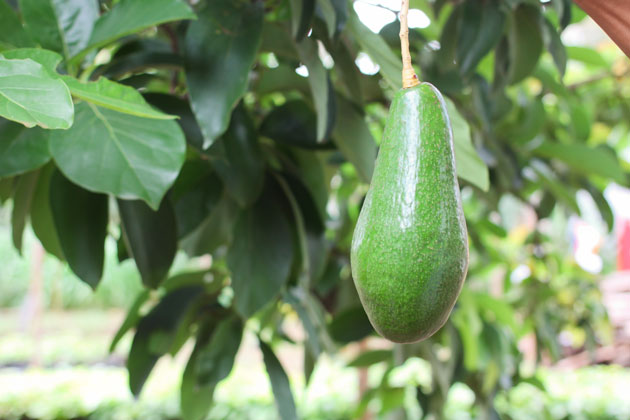 Bơ Tứ Quý có trọng lượng lớn, vỏ mỏng