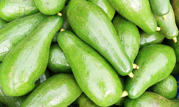 Có nhiều nguyên nhân khiến cho bơ Tứ Quý năm nay bị rớt giá