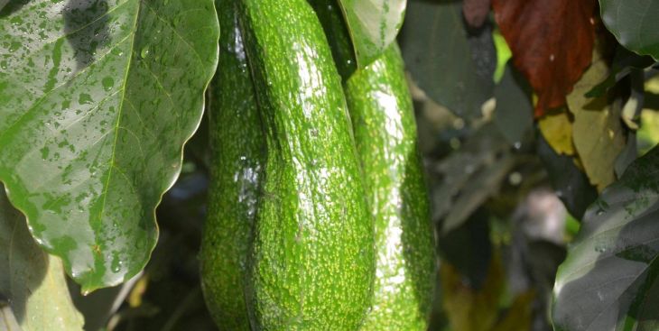 Top 3 cửa hàng bán Bơ Tứ Quý ngon nhất ở TP.HCM