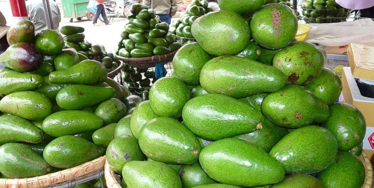 Cập nhật giá bơ Tứ Quý mới nhất hiện nay (2020)