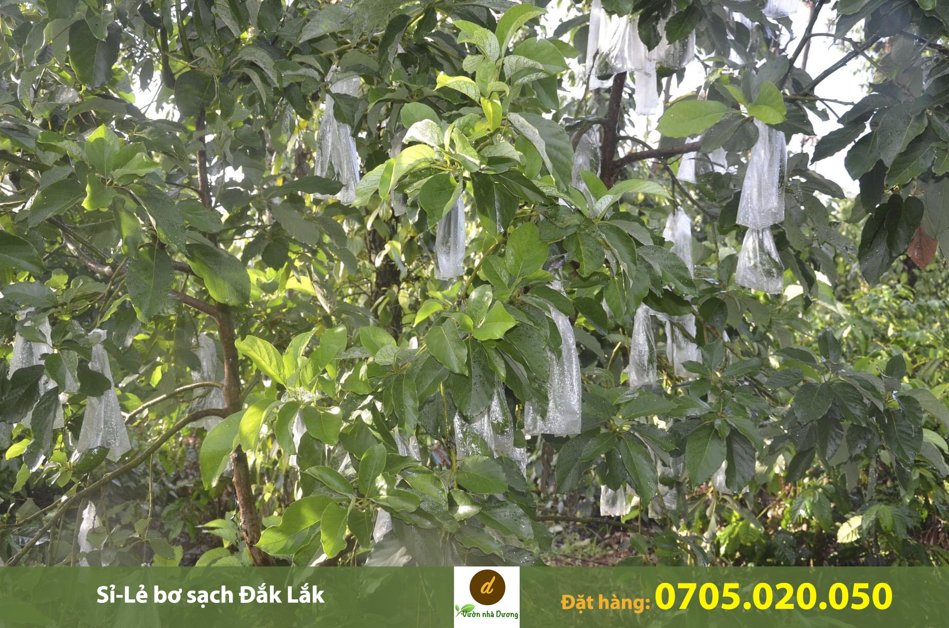 Vựa bơ 034 ở HCM