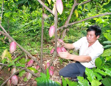 Tỉnh Đắc Lắc đang thực hiện các chủ trương phát triển cây ca cao