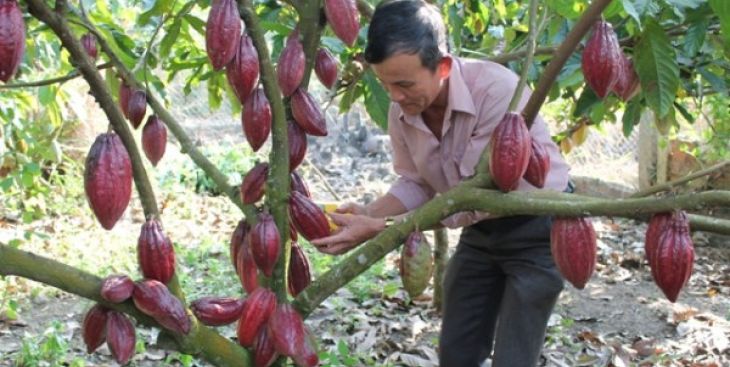 Bảng giá ca cao Đăk Lăk mới nhất hôm nay 2020