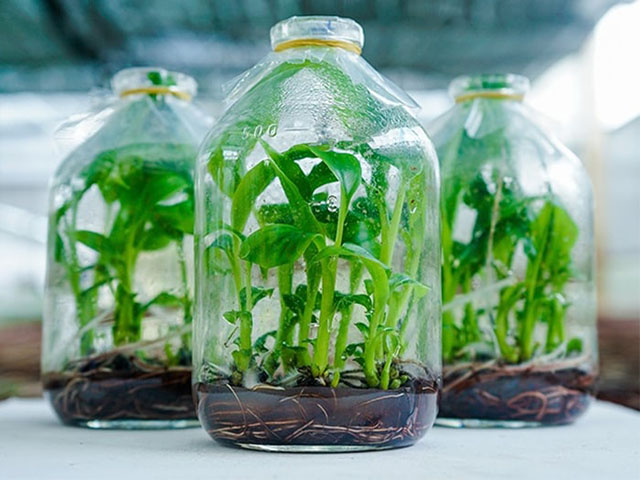 Chuối nuôi cấy mô