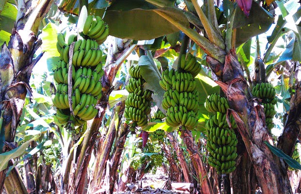 Chuối nuôi cấy mô cho năng suất cao