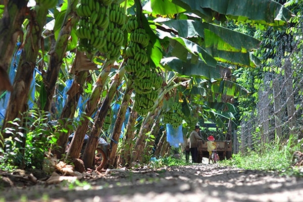 Kỹ thuật trồng và chăm sóc