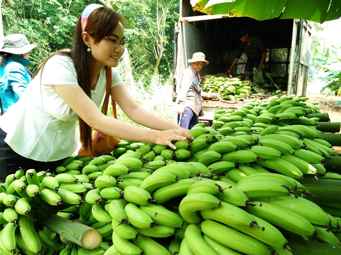Triển vọng cho người nông dân