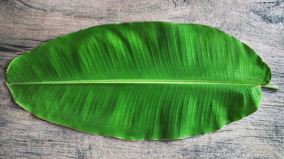 Lá chuối