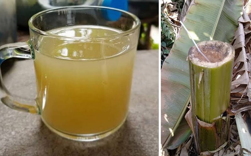 Nước trong thân cây chuối