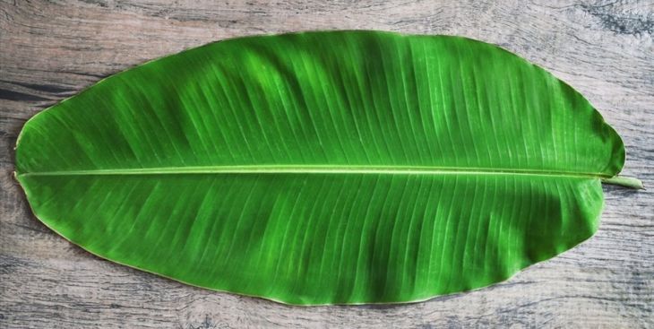 Công dụng của lá chuối và những điều ít ai biết