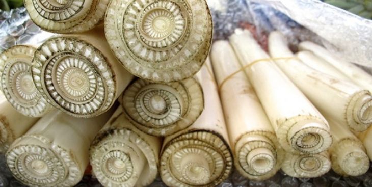 Khám phá công dụng của thân cây chuối