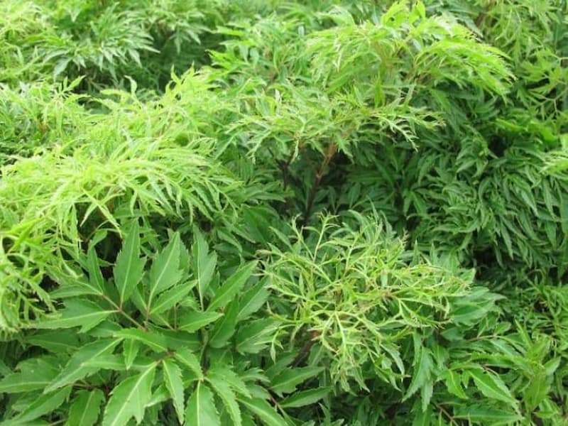 Giới thiệu chung về cây đinh lăng