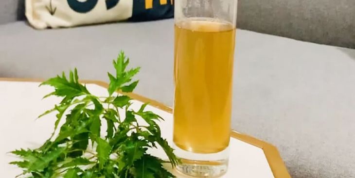 Tác dụng của cây đinh lăng và những điều bạn cần biết