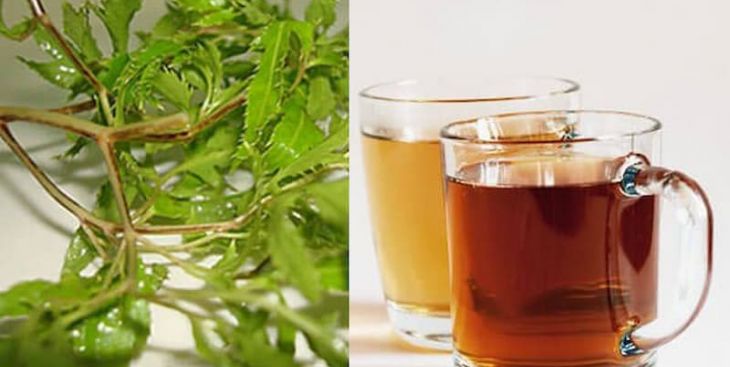 Uống lá đinh lăng có tác dụng gì? Có nên uống thường xuyên không?