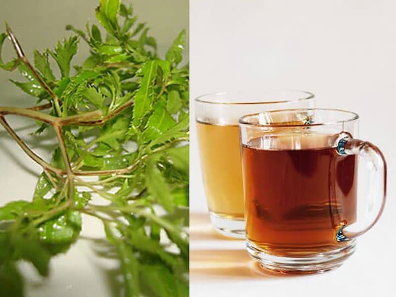 Uống lá đinh lăng có tác dụng gì?