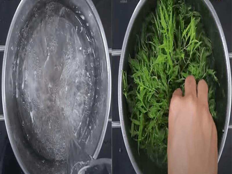 Hướng dẫn nấu nước lá đinh lăng đúng cách