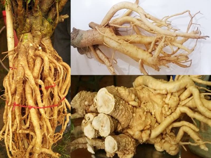 Rễ đinh lăng