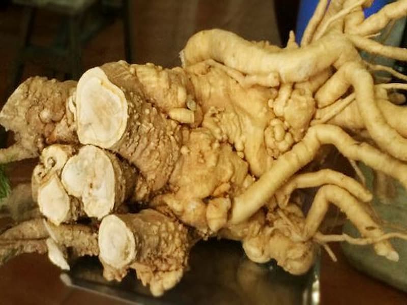 Tác dụng của rễ đinh lăng