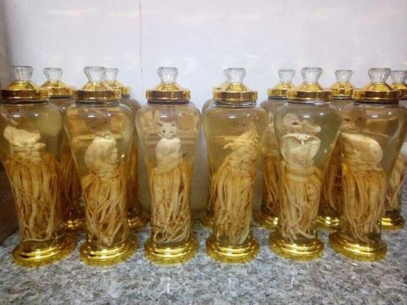 Công dụng của rễ đinh lăng