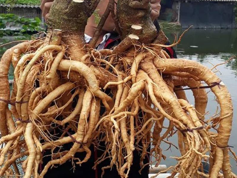Một số lưu ý quan trọng cần biết khi sử dụng rễ đinh lăng