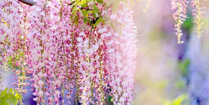 Hoa tử đằng - Loài hoa của những điều ý nghĩa và tuyệt vời nhất