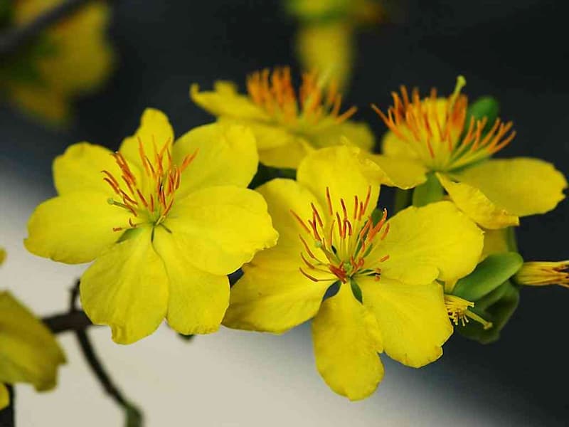 Hoa mai vàng có tên khoa học là Ochna integerrima