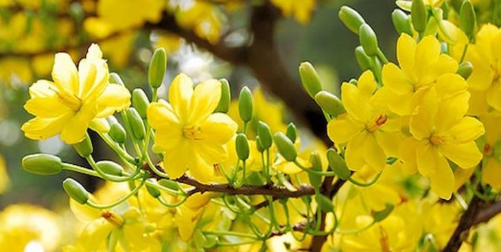 Danh sách các giống hoa mai vàng đẹp nhất hiện nay
