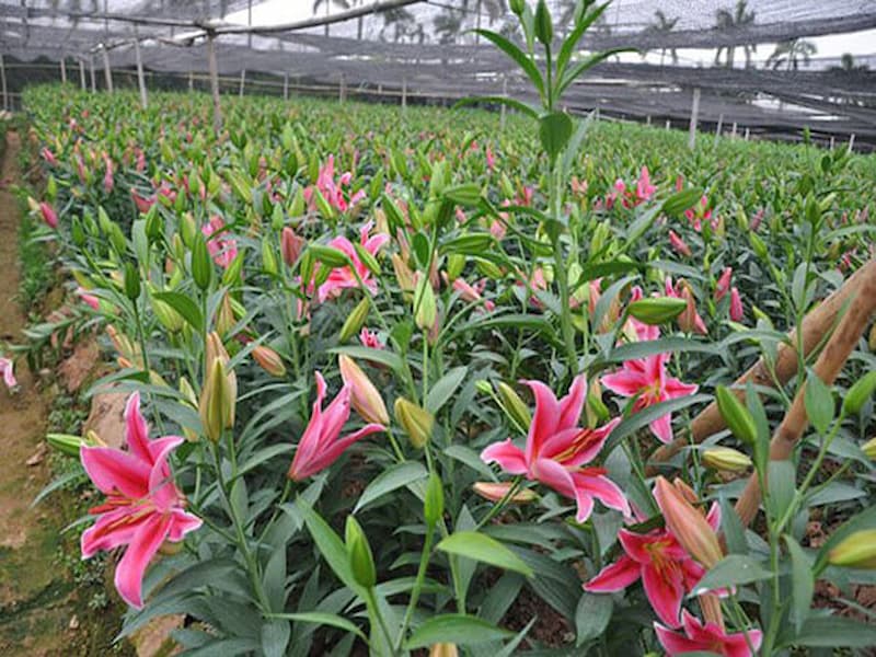 Hoa ly được trồng nhiều ở Đà Lạt