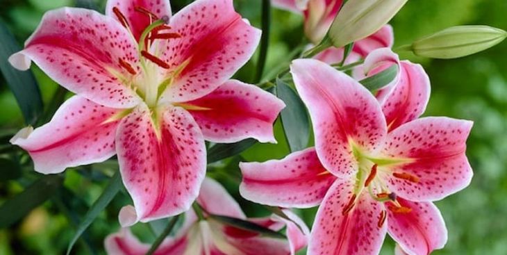 Ý nghĩa hoa ly - Tại sao hoa ly lại được ưa chuộng đến thế?