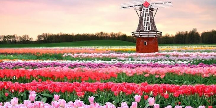 Ý nghĩa hoa tulip theo từng màu sắc có gì độc đáo?