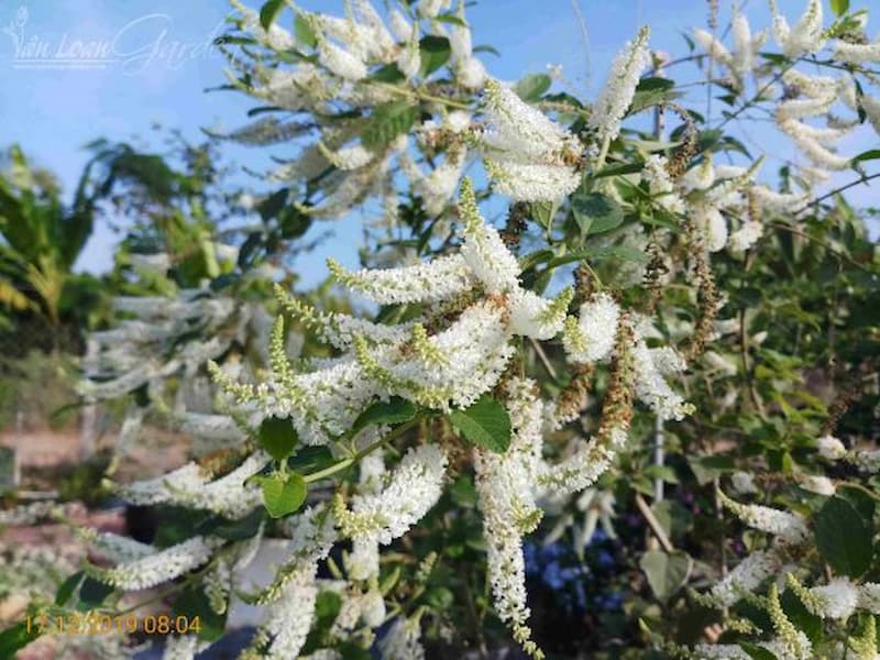 Đặc điểm của cây hoa trầm hương
