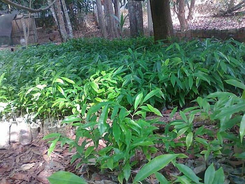 Hướng dẫn cách trồng cây hoa trầm hương