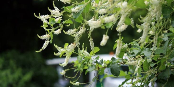 Hoa trầm hương và những điều bạn cần biết