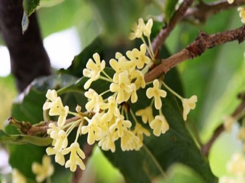 Đặc điểm của cây hoa mộc