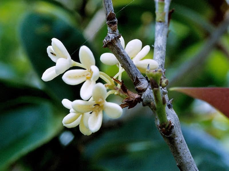Ý nghĩa hoa mộc hương