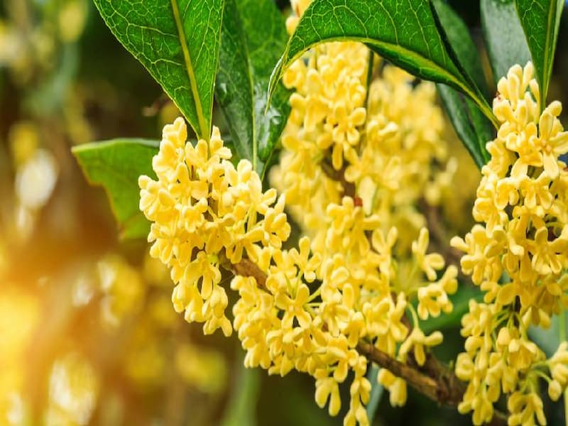 Cây hoa mộc hương hợp với mệnh gì?