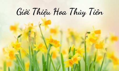 Giới thiệu chung về hoa thủy tiên