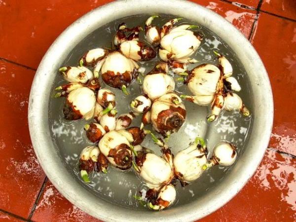 Hướng dẫn cách trồng hoa thủy tiên