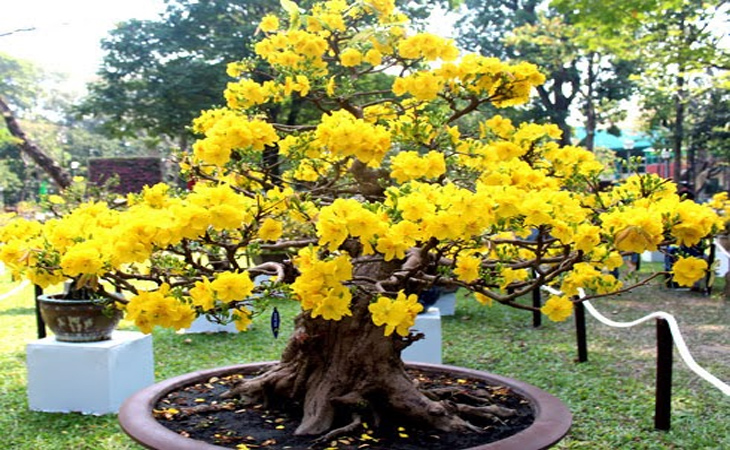 Hoa Mai trồng trong ngày tết