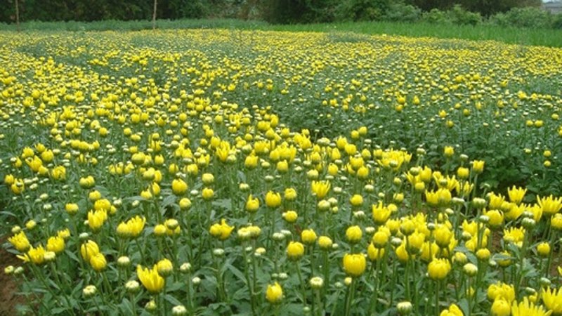 Thời gian trồng hoa Cúc tết hợp lý nhất