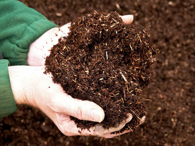 Đất dùng để trồng cây hoa Cúc