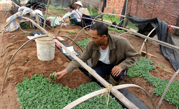 Kỹ thuật trồng hoa cúc