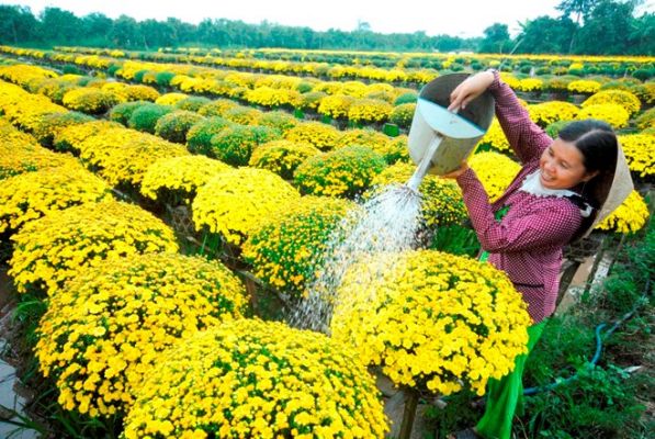 Chế độ nước tưới cho cây hoa cúc