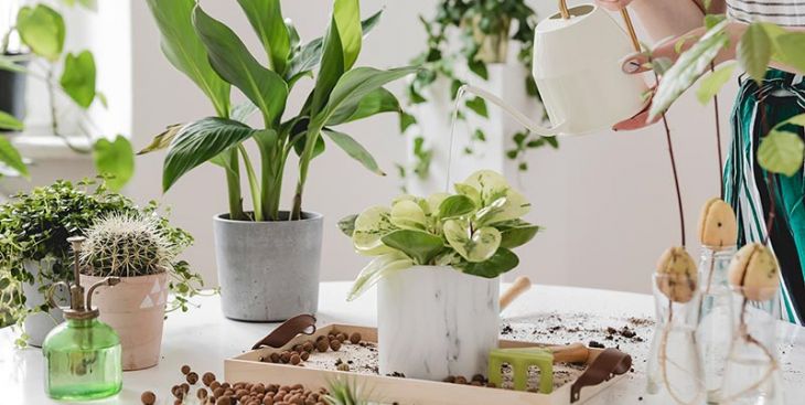 Masterblend - Dung dịch thủy canh cho cây cảnh tốt nhất hiện nay