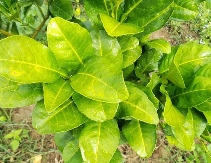 Dấu hiệu nhận biết cây bị bệnh vàng lá