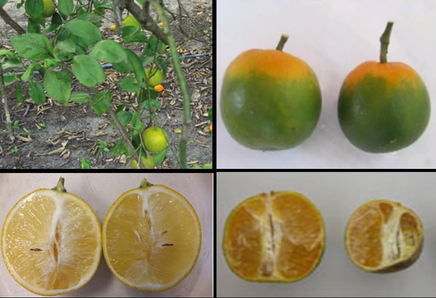 Cách phân biệt cây bị vàng lá gân xanh với cây bị thiếu kẽm